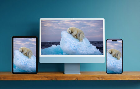 Wildlife Photography's award-winning Ice Bed wallpaper for iPhone, iPad, and Mac